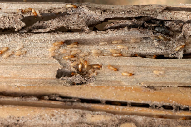 Best Affordable Pest Control Services  in Greenwood, SC