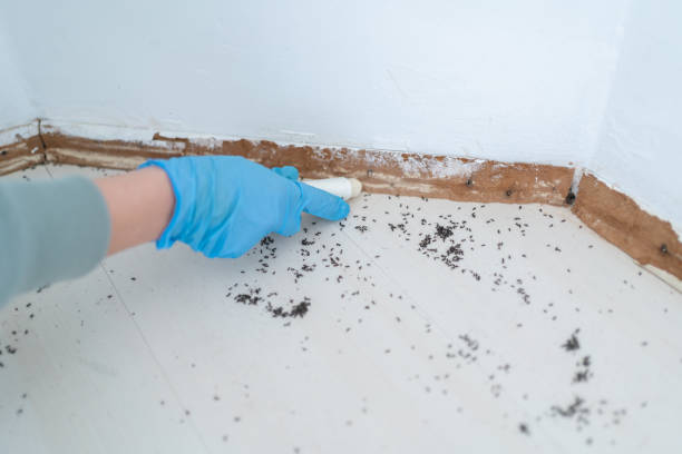 Reliable Greenwood, SC Pest Control Solutions